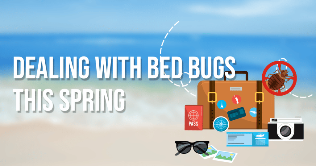Dealing with Bed bugs this Spring