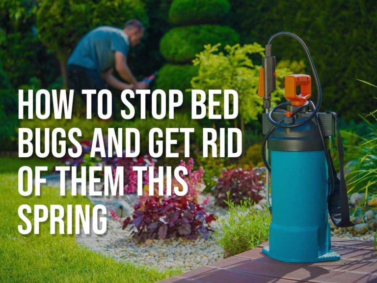 How to get rid of bed bugs this spring