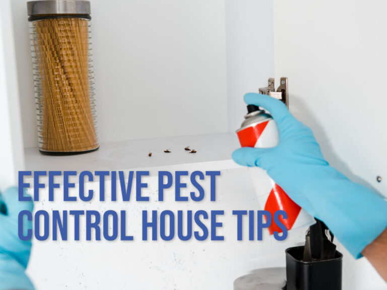 Effective pest control tips