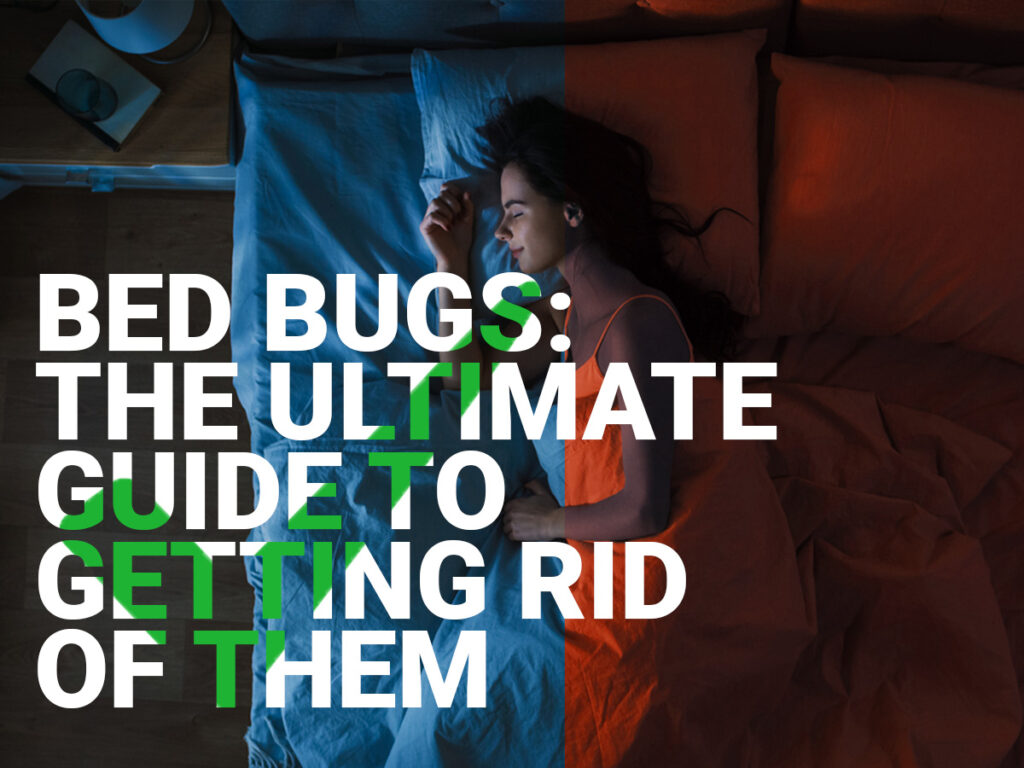Bed Bug Ultimate Guide