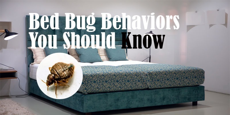 bed bug behavior