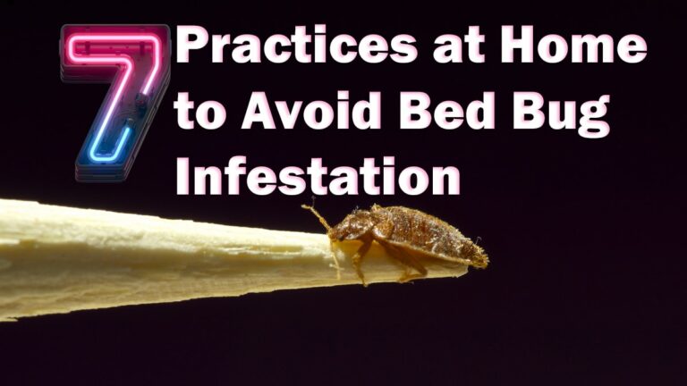 7 Practices at Home to Avoid Bed Bug Infestation