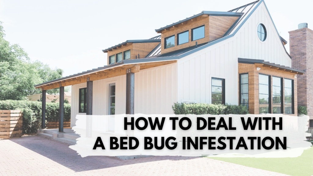 How to Deal with a Bed Bug Infestation