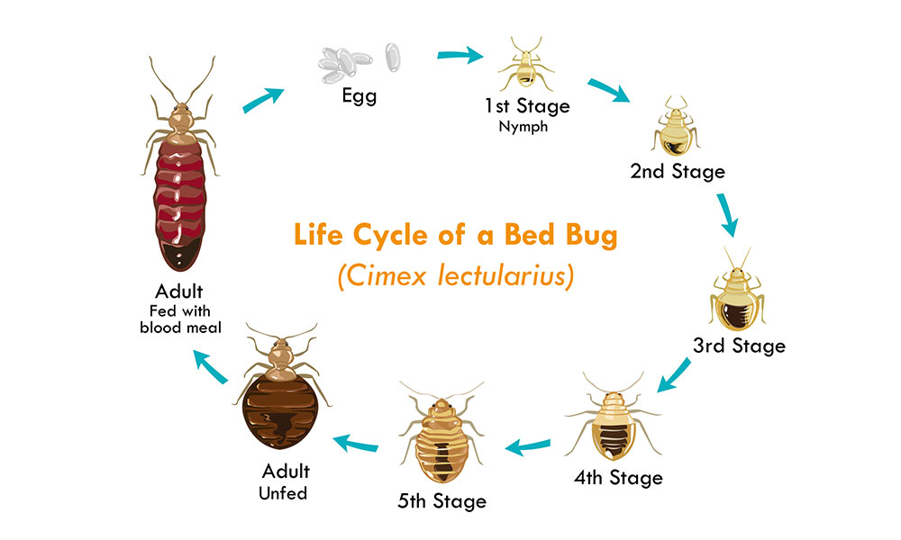 A Homeowners Guide to the Bed bug Cycle