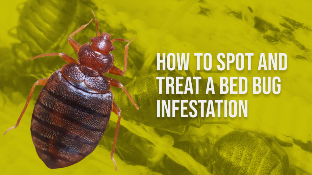 Spot and Treat a Bed Bug Infestation