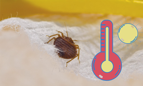 Bed bugs and heat treatment