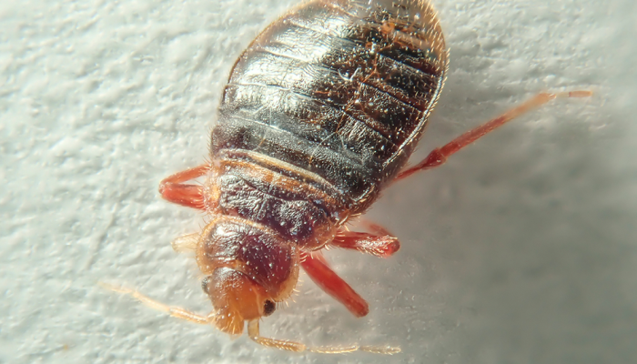 Adult bed bugs