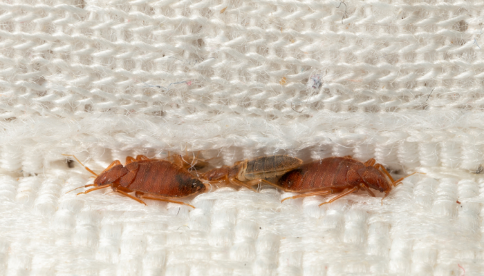 Bed Bugs Like To Hide​