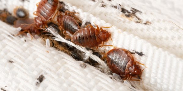 bed bug infestation