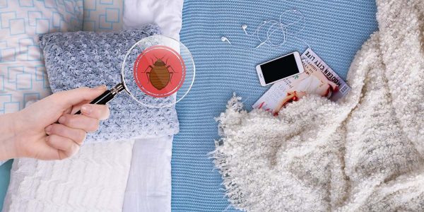 Myths and facts about bed bugs