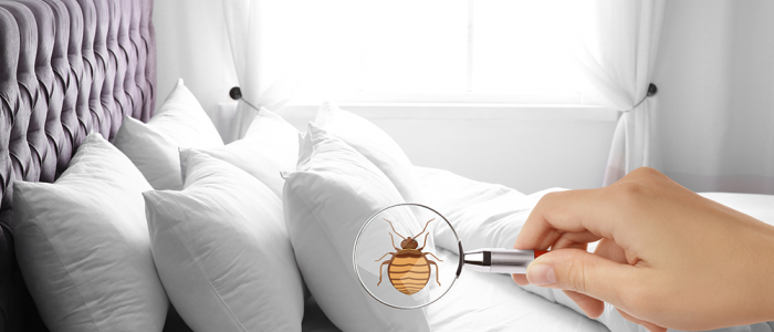 Bed Bugs live anywhere in a room